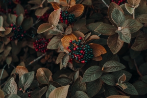 Lorem Ipsum has been th